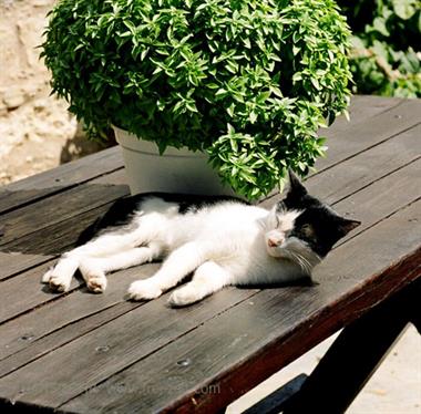 2003 SKIATHOS_2003_09_33_478